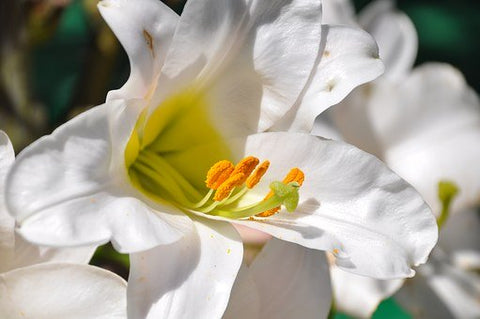 What Is the Fleur De Lis? Religious Symbol Meaning Explained